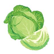 Cabbage N3