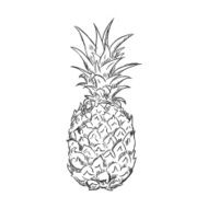 Vector Single Sketch Pineapple