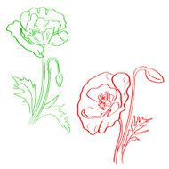 Sketch of poppy flowers