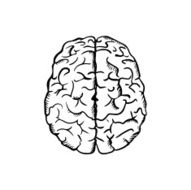 Human brain sketch in ouline style