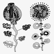 Set of hand-painted flowers Ink pen a clear outline N5