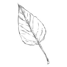 Vector Single Sketch Poplar Leaf