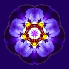 Fantasy beautiful purple flower N2