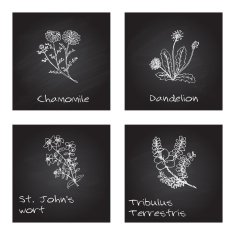 Handdrawn Illustration - Health and Nature Set N32