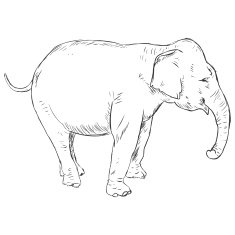 Vector Sketch Elephant