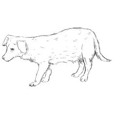 Vector Sketch Dog N5