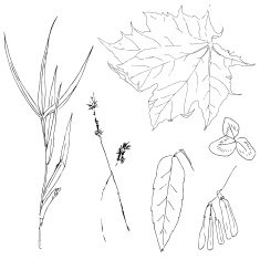 Set of herbs and leaves