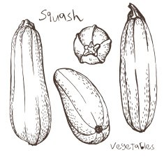 Squash N2