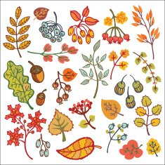 Set Decorative Autumn leaves berries acorns N3