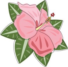 hibiscus N2