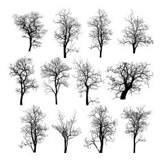 Dead Tree without Leaves Vector Illustration Sketched N2