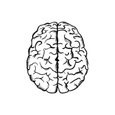 Human brain sketch in ouline style