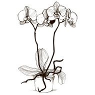 Vector sketch with decorative orchid flowers