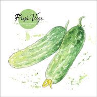 Cucumber Hand drawn Watercolor