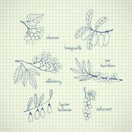 Set of garden and wild hand-drawn sketch berries N2