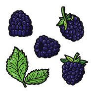 cute blackberries N6
