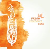 Watercolor background with corn in vector