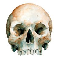 Watercolor Human Skull Vector Illustration