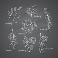 Set of garden and wild chalk hand-drawn berries N2
