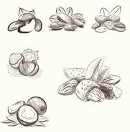 set of different nuts