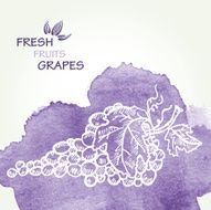 Watercolor background with grapes in vector