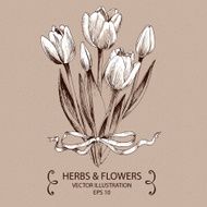 tulips white