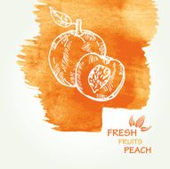 Watercolor background with peach in vector