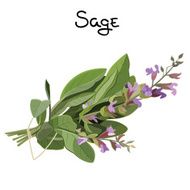 Sage Herb N2