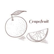 Grapefruit vector illustration N2