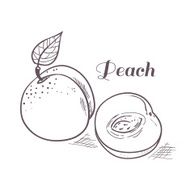 Hand drawn outline peach with slice