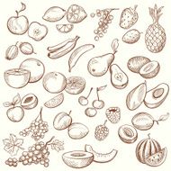 Vintage Fruit Contours