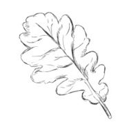 Vector Single Sketch Oak Leaf
