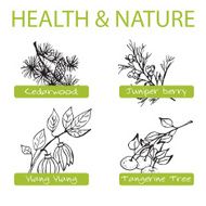 Handdrawn Set - Health and Nature Collection of Medicine Herbs N6
