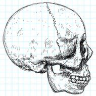 skull sketch - side view