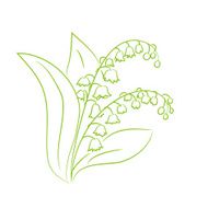 sketch of a flower lily the valley