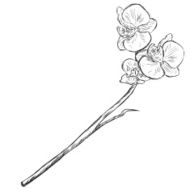 Vector Sketch Illustration - orchid