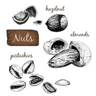 Nuts Set of illustrations