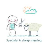 Specialist sheep shearing N5