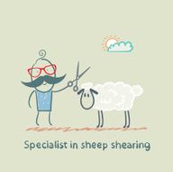 Specialist sheep shearing N6