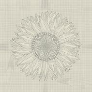 Sunflower grunge