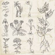 Set of Vintage Flowers - hand drawn