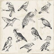 hand drawn birds N2