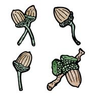 acorns illustation