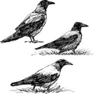 Walking Crow N2