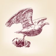 seagull hand drawn