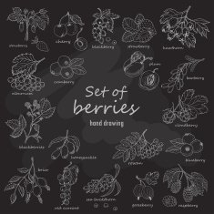 Collection of garden and wild berries in sketch style on