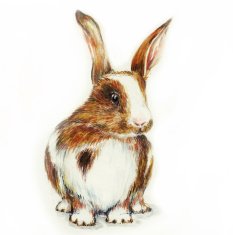 hand drawn rabbit N2