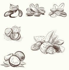 set of different nuts