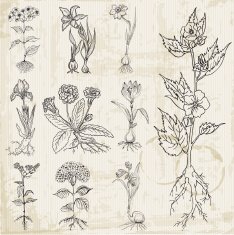 Set of Vintage Flowers - hand drawn