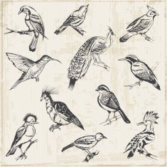 hand drawn birds N2